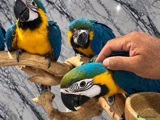Macaws birds Baby HandReared Friendly Super Tame Cuddly Macaw - Advert 2