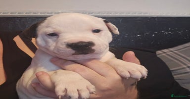 Staffordshire Bull Terrier dogs - Advert 9