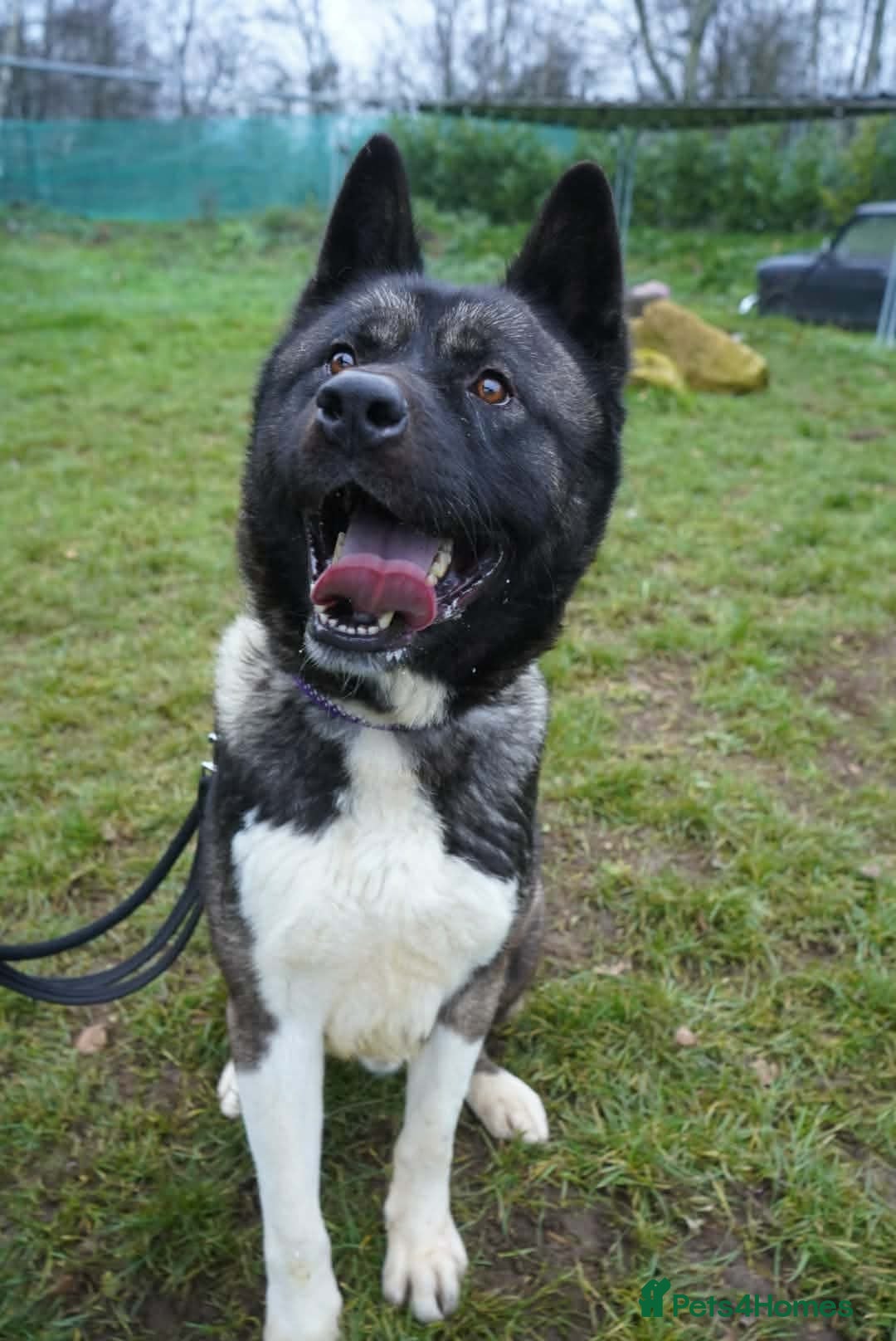 Akita dogs for adoption: Blake - Advert 5