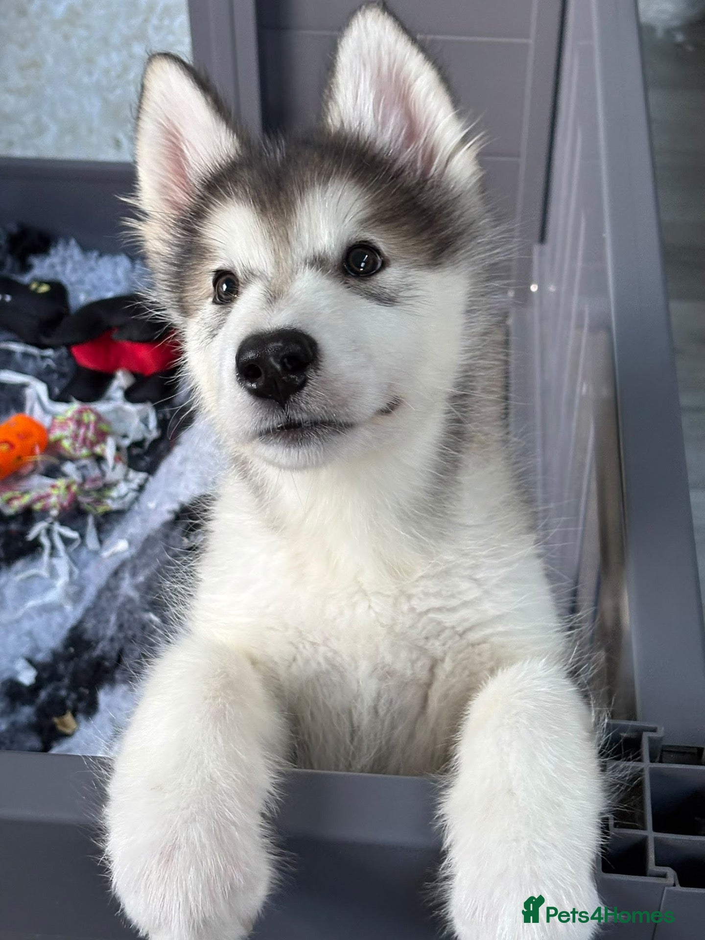 Alaskan Malamute dogs for sale: Champion Line KC Reg Alaskan Malamute Puppies - Advert 2