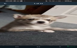 Mixed Breed dogs for sale: Huskita malamutes - Image 6