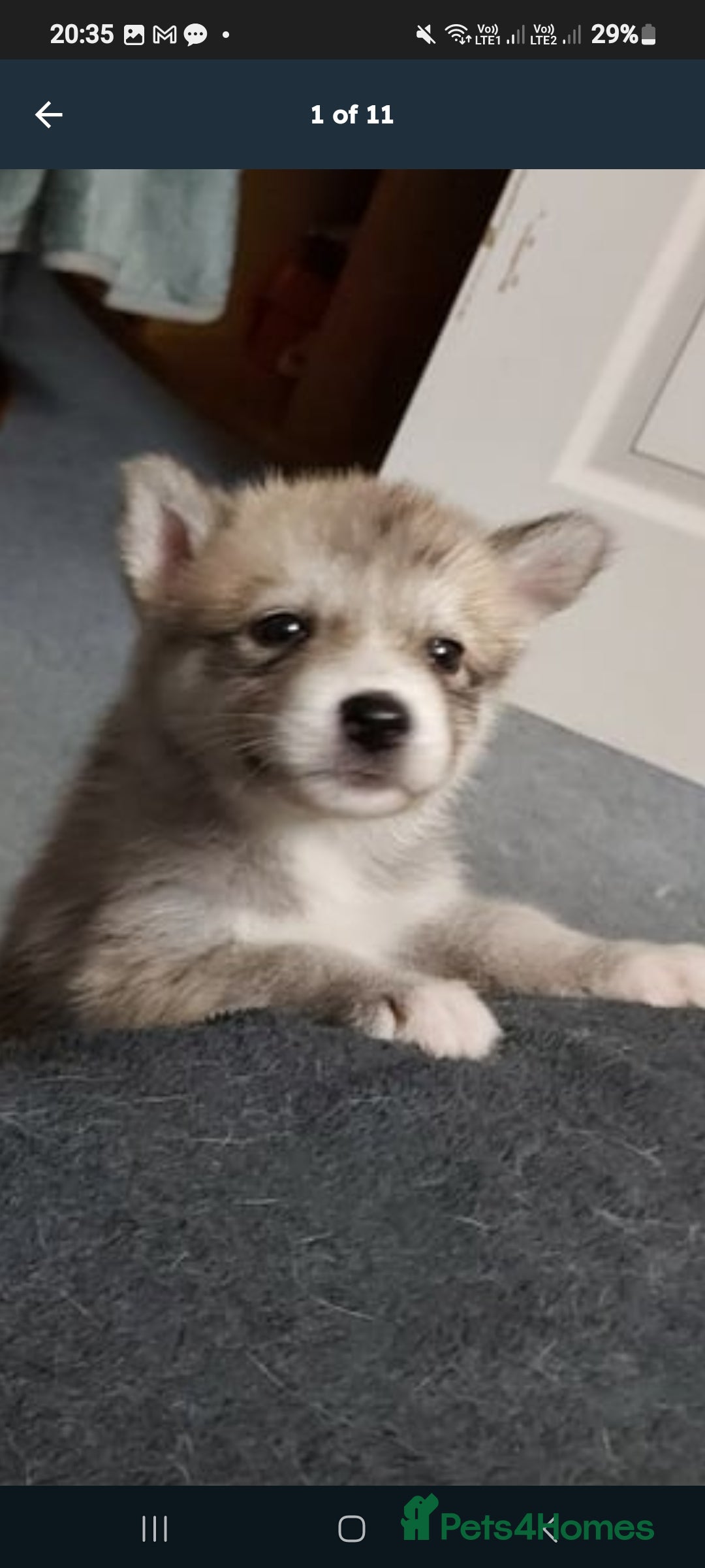 Mixed Breed dogs for sale: Huskita malamutes - Image 6