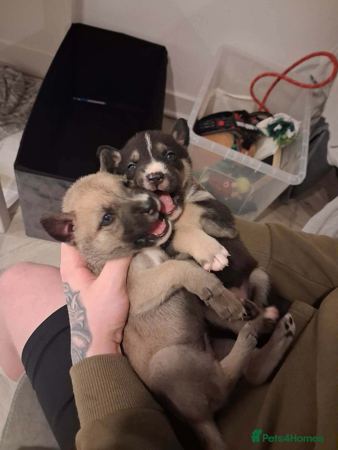 Mixed Breed dogs for sale: Agouti Husky Cross puppies  - Advert 13