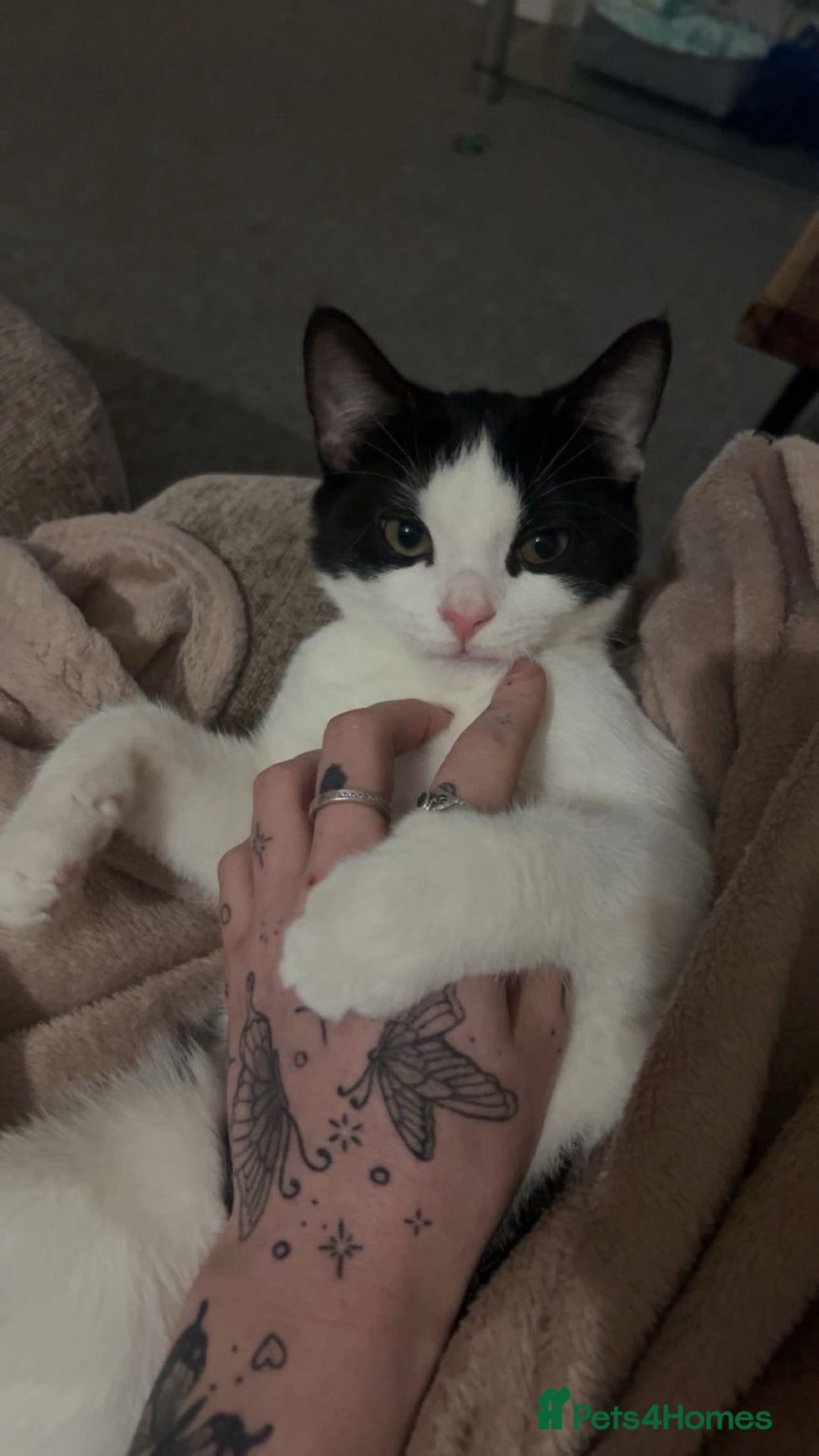 Mixed Breed cats for sale: Beautiful 1 year old girl Luna  - Advert 1