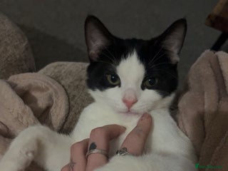 Mixed Breed cats Beautiful 1 year old girl Luna - Advert 2