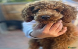 Miniature Poodle dogs for sale: Miniature poodles - Image 14