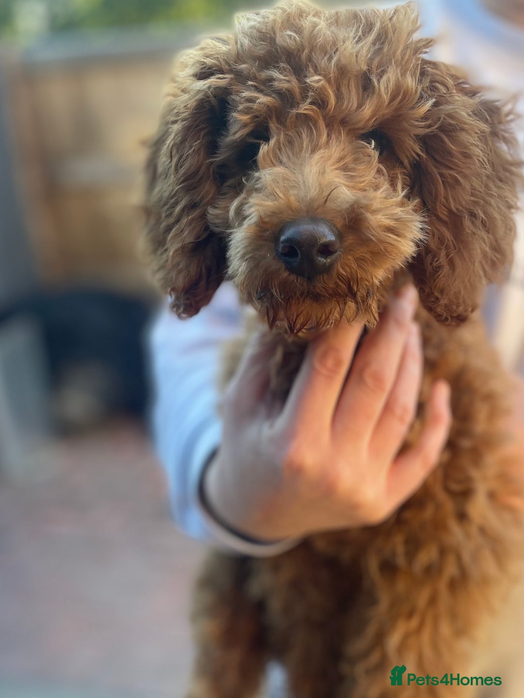 Miniature Poodle dogs for sale: Miniature poodles - Image 14