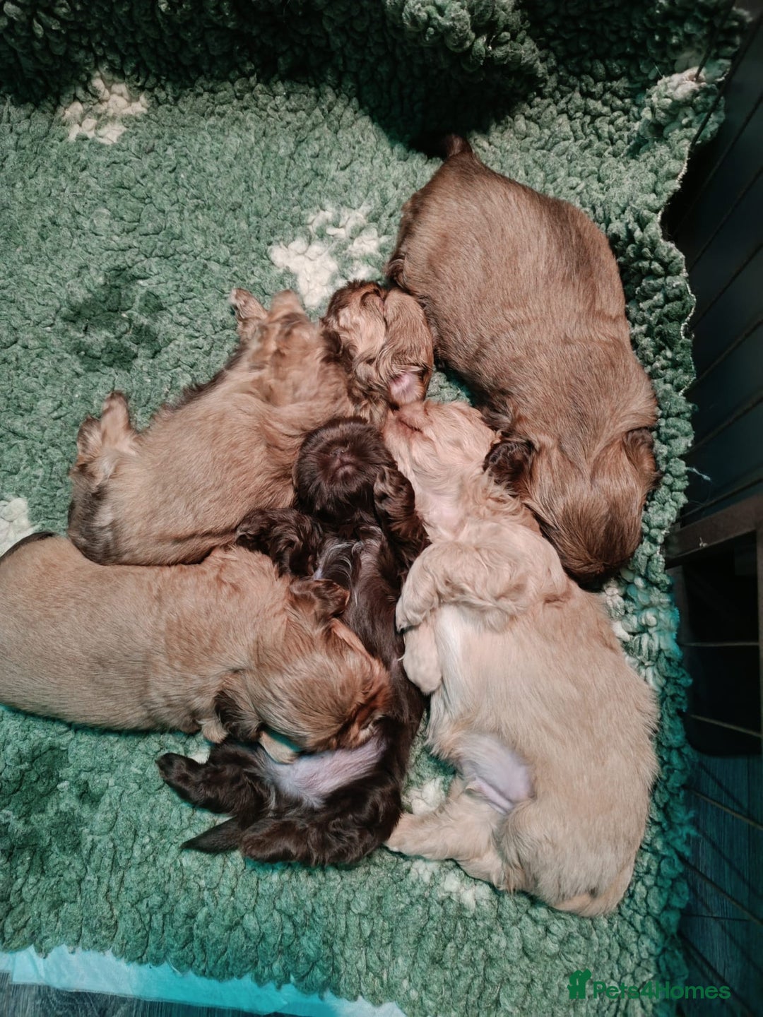 Shih Tzu dogs for sale: Imperial shih-tzus - Advert 14