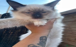 Ragdoll cats for sale: X3 Ragdolls (Flame point, bicolour and seal point) - Image 14