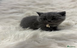 British Shorthair cats for sale: 🩶Adorable & chunky GCCF Bsh kittens🩶 - Image 16