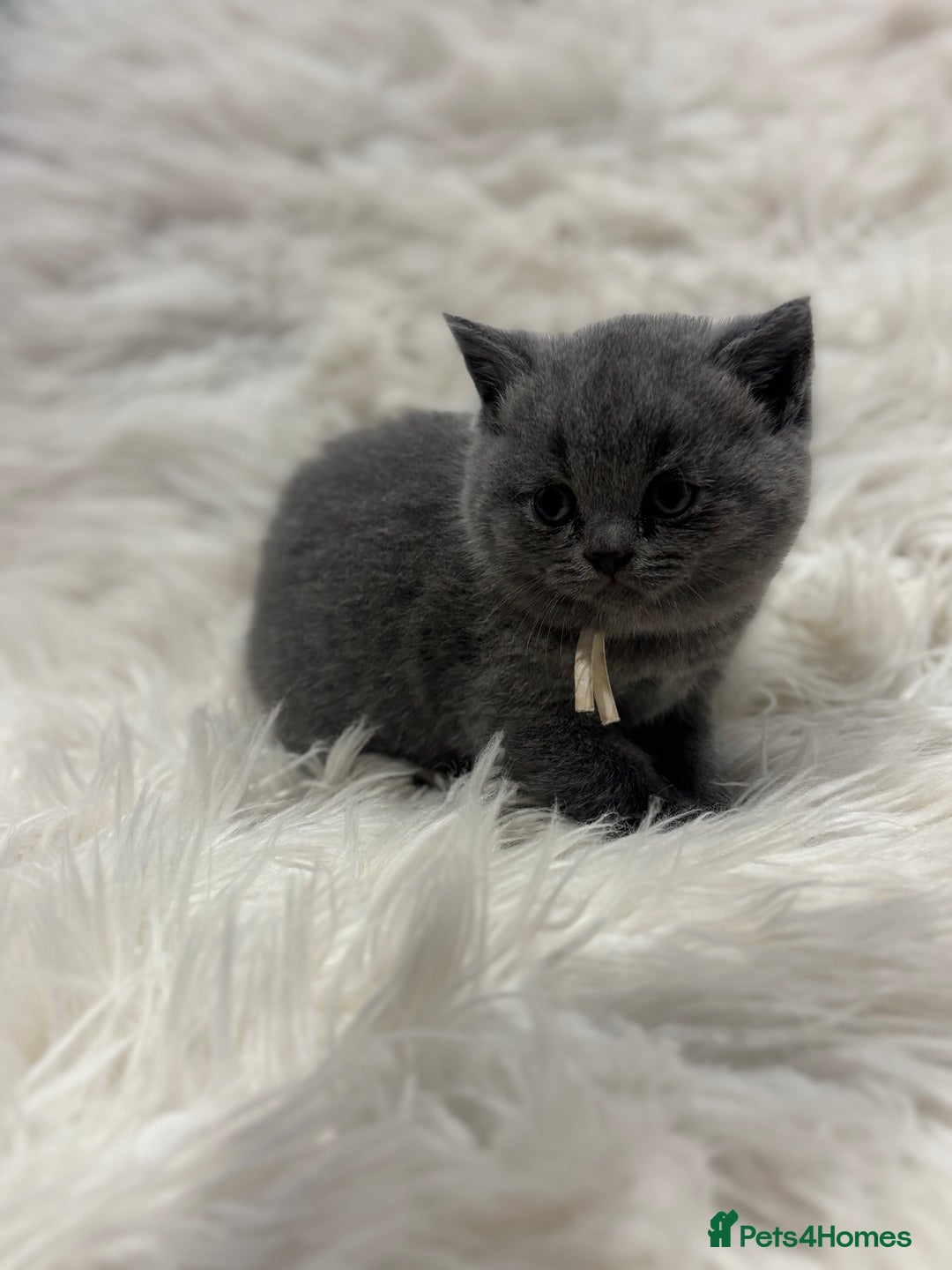 British Shorthair cats for sale: 🩶Adorable & chunky GCCF Bsh kittens🩶 - Image 16