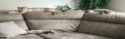 Bengal cats for sale: Bengal kittens  - Advert 3