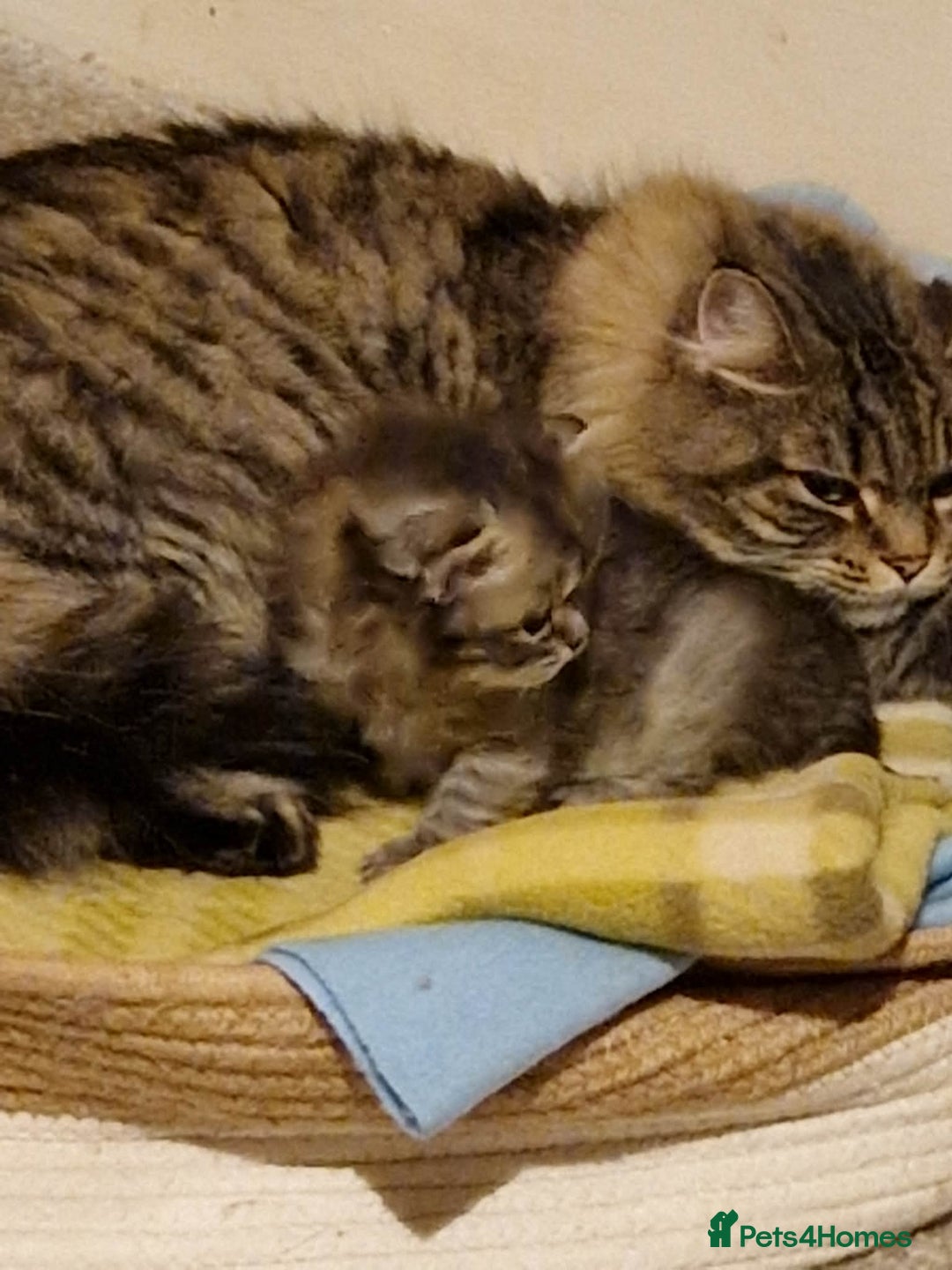 British Longhair cats for sale: Gorgeous British Longhair Girl – Ready Now - Advert 12