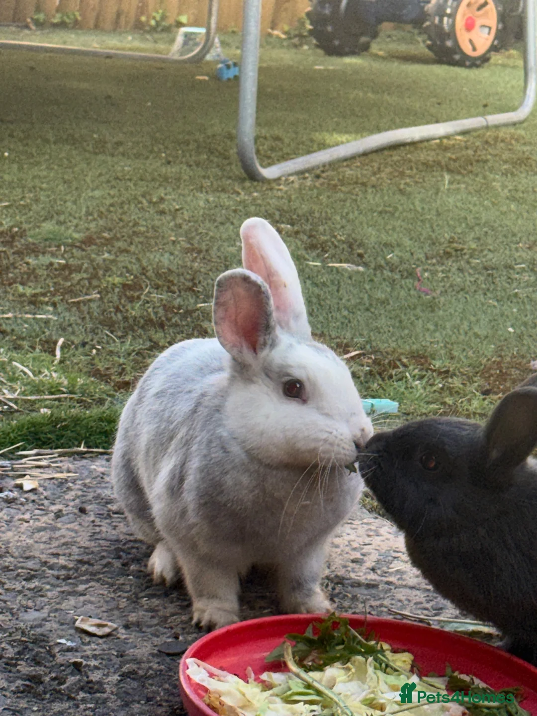 Mixed Breed rabbits for sale: 2 x male rabbits  in Widnes - Advert 3