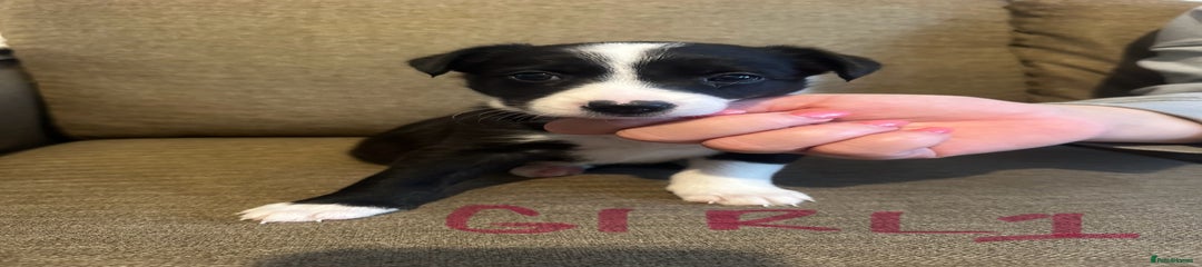 Border Collie Puppy 3
