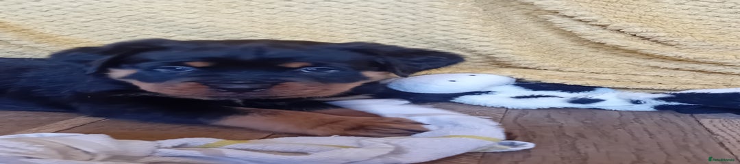 Rottweiler Puppy 1