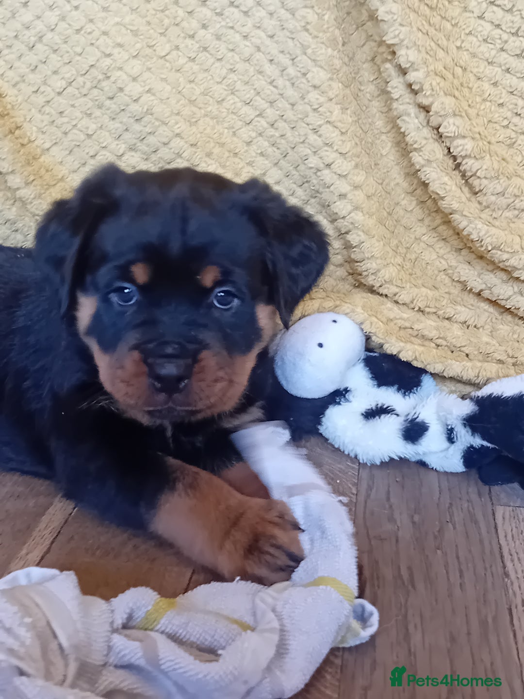 Rottweiler dogs for sale: KC reg Rottweiler puppies for sale - Image 2