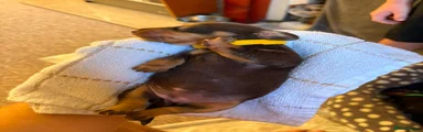 Miniature Dachshund 3