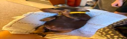 Miniature Dachshund dogs for sale: 6 chocolate and tan dachshunds  - Advert 11