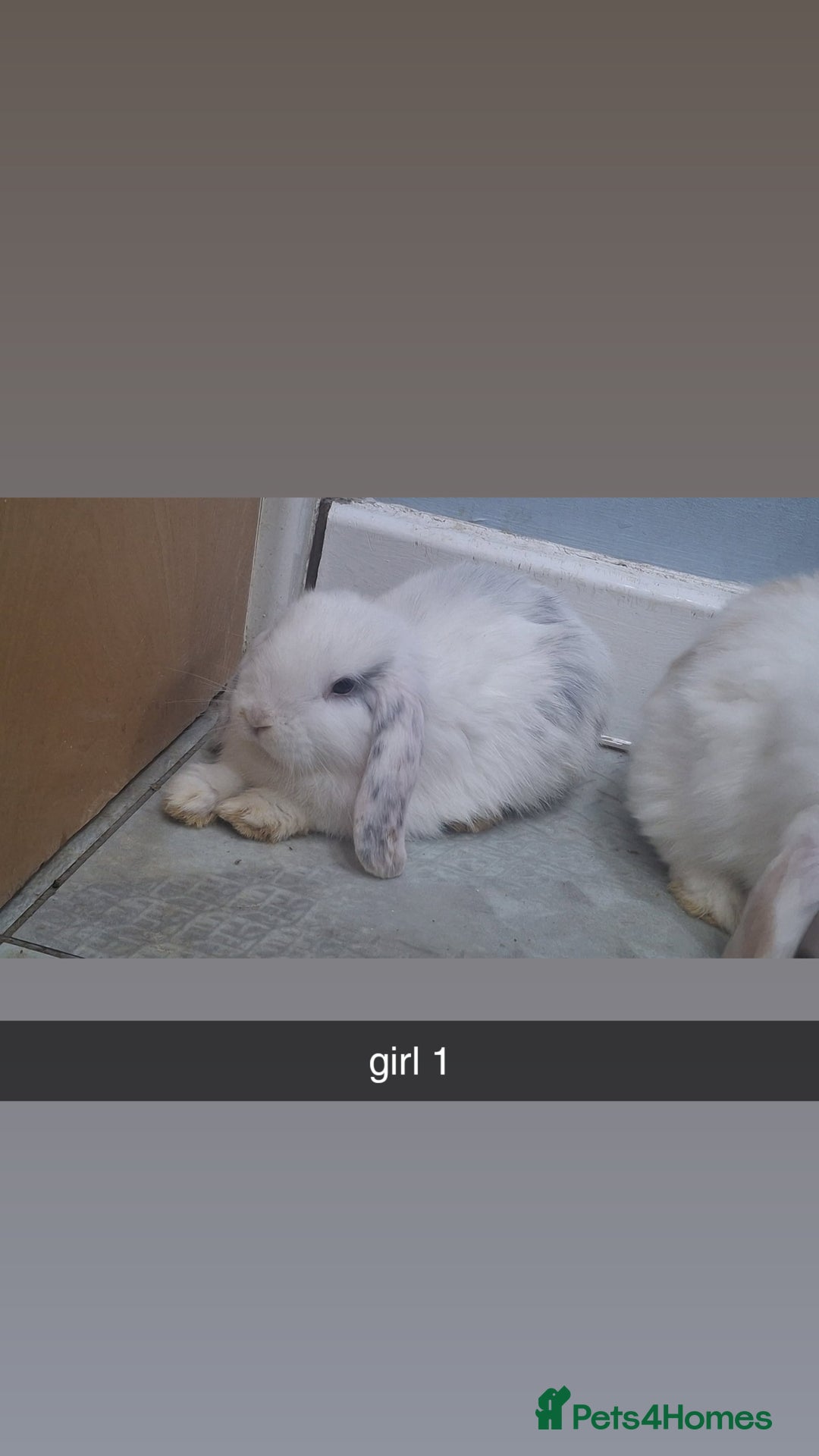 Mini Lop rabbits for sale: 5 beautiful mini lops, 3 boys, 2 girls - Advert 8