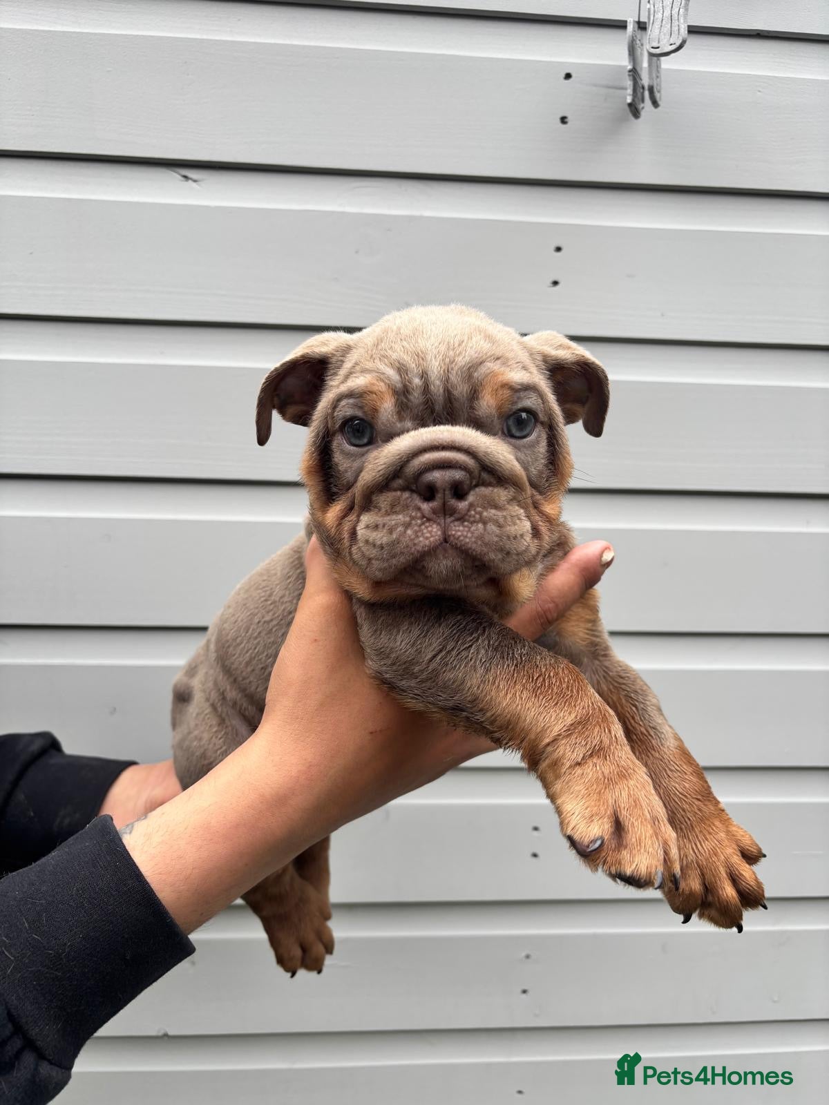 English Bulldog dogs for sale:  English Bulldogs DWKC 🧬🏆 Final reduction! - Advert 17