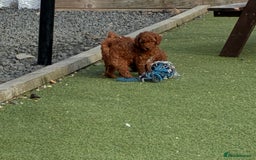 Poochon dogs for sale: ✨ Gorgeous Red & Apricot Poochon Puppies ✨ - Image 8