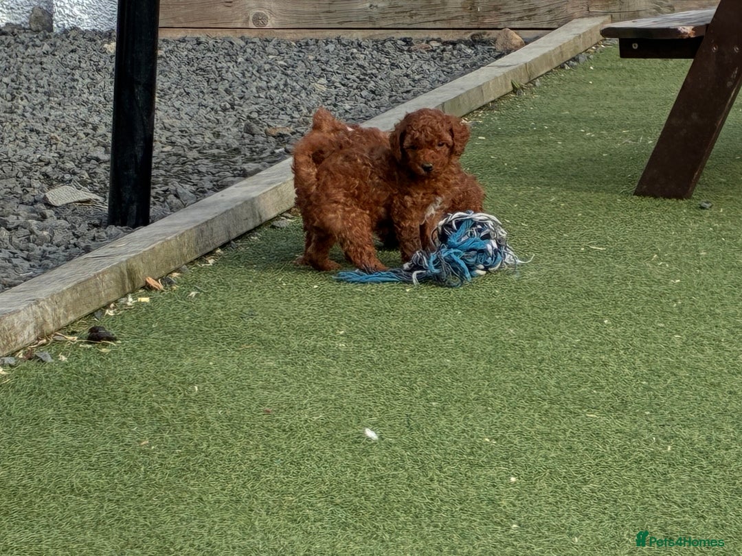 Poochon dogs for sale: ✨ Gorgeous Red & Apricot Poochon Puppies ✨ - Image 8