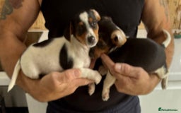 Jack Russell dogs for sale: Full breed jack Russell puppies for sale - Image 19