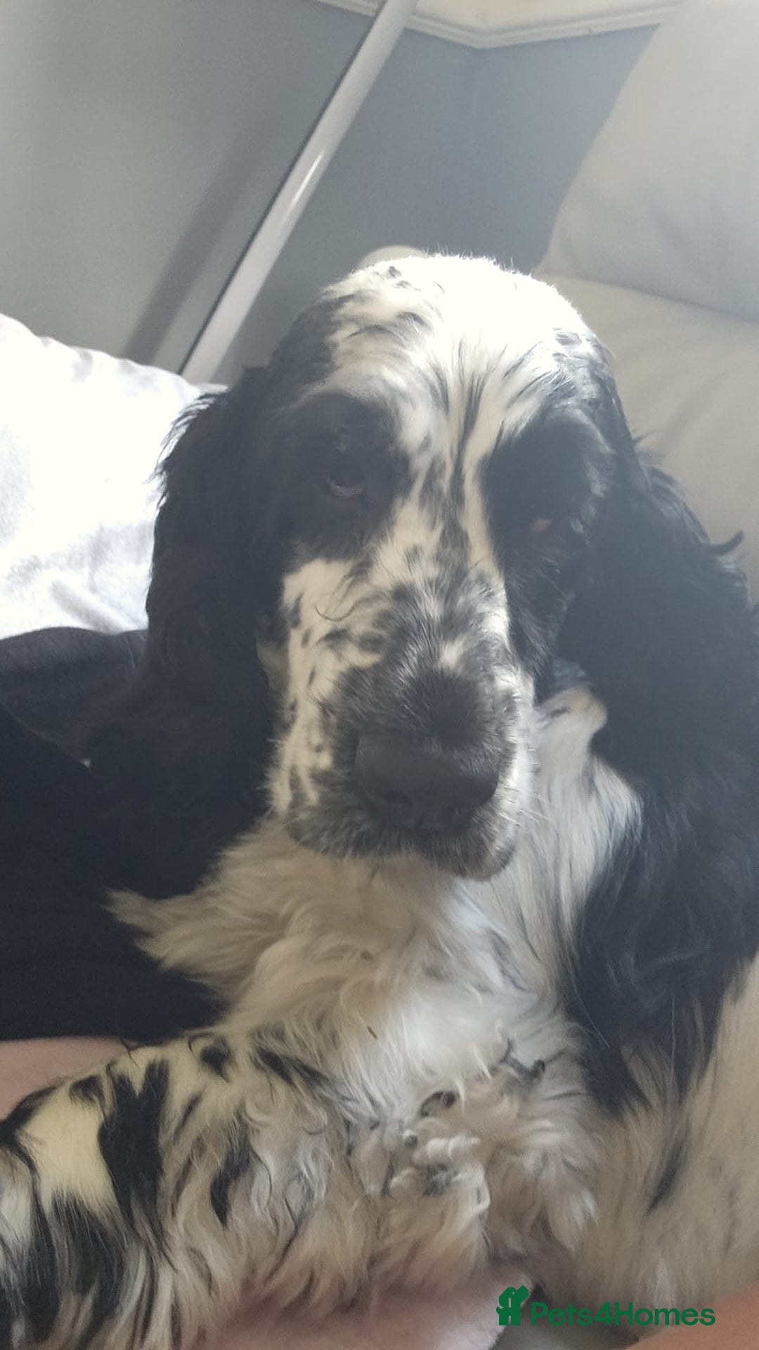 Cocker Spaniel dogs for stud: Beautiful show cocker stud £250 - Image 3