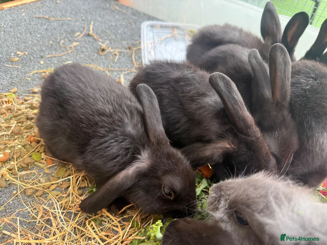 Lionhead rabbits for sale: Baby rabbits  - Advert 3