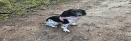 Sprocker dogs for sale: Sprocker  in Bridgwater - Advert 3