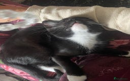Mixed Breed cats for sale: Last kitten remaining💙💙 - Image 11
