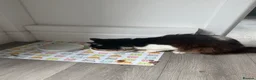 Mixed Breed cats for sale: Asta the Cat - Advert 3