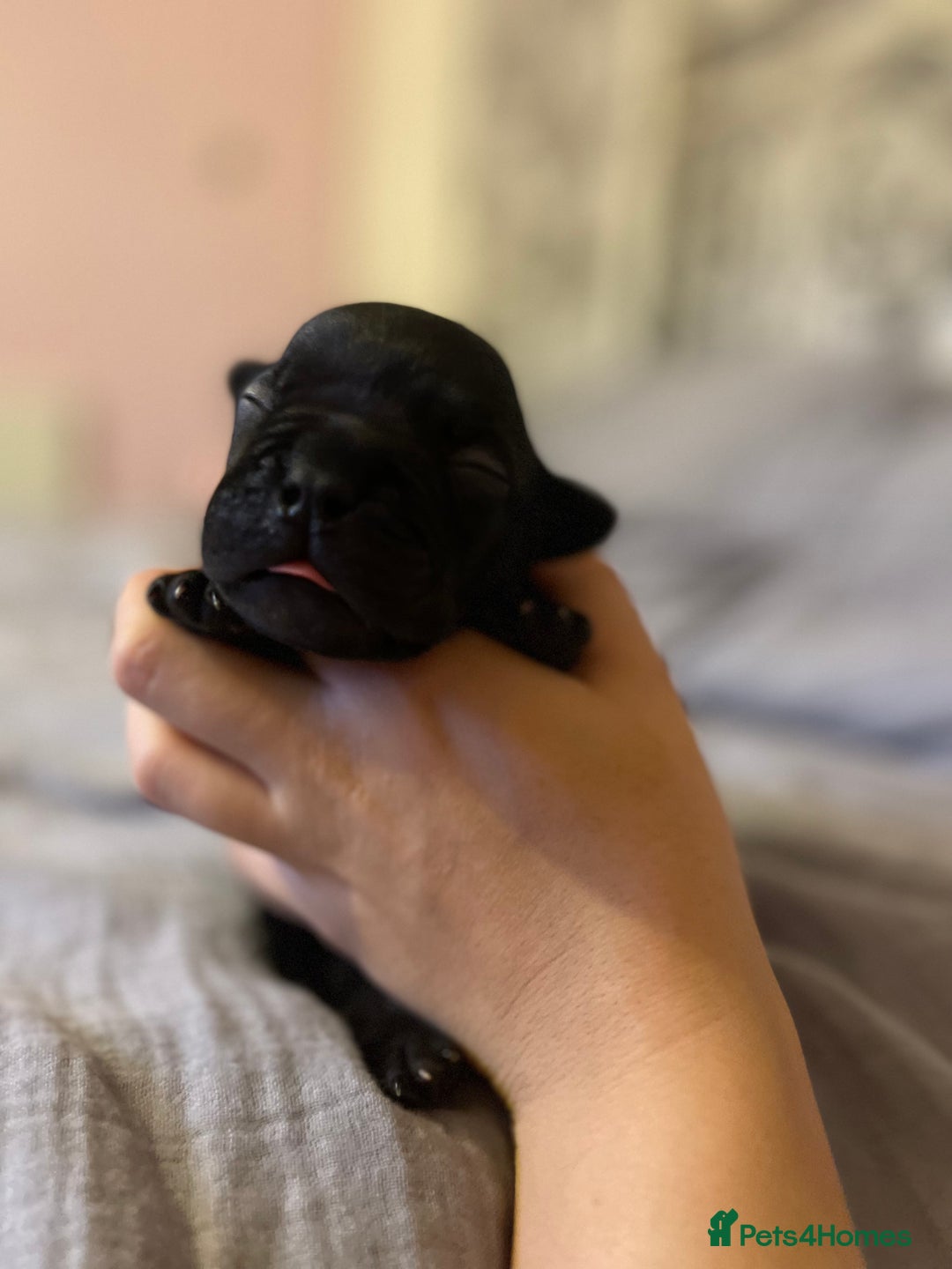 Mixed Breed dogs for sale: French Bulldog X Pocket Bullies for sale  - Image 6