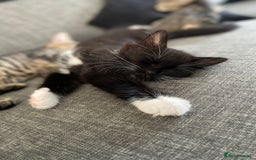Domestic Shorthair cats for sale: Domestic longhair kittens - Image 11
