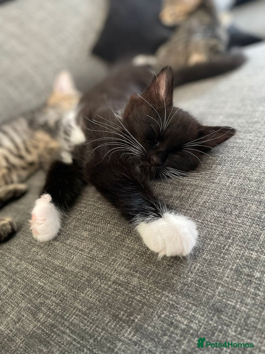 Domestic Shorthair cats for sale: Domestic longhair kittens - Image 11