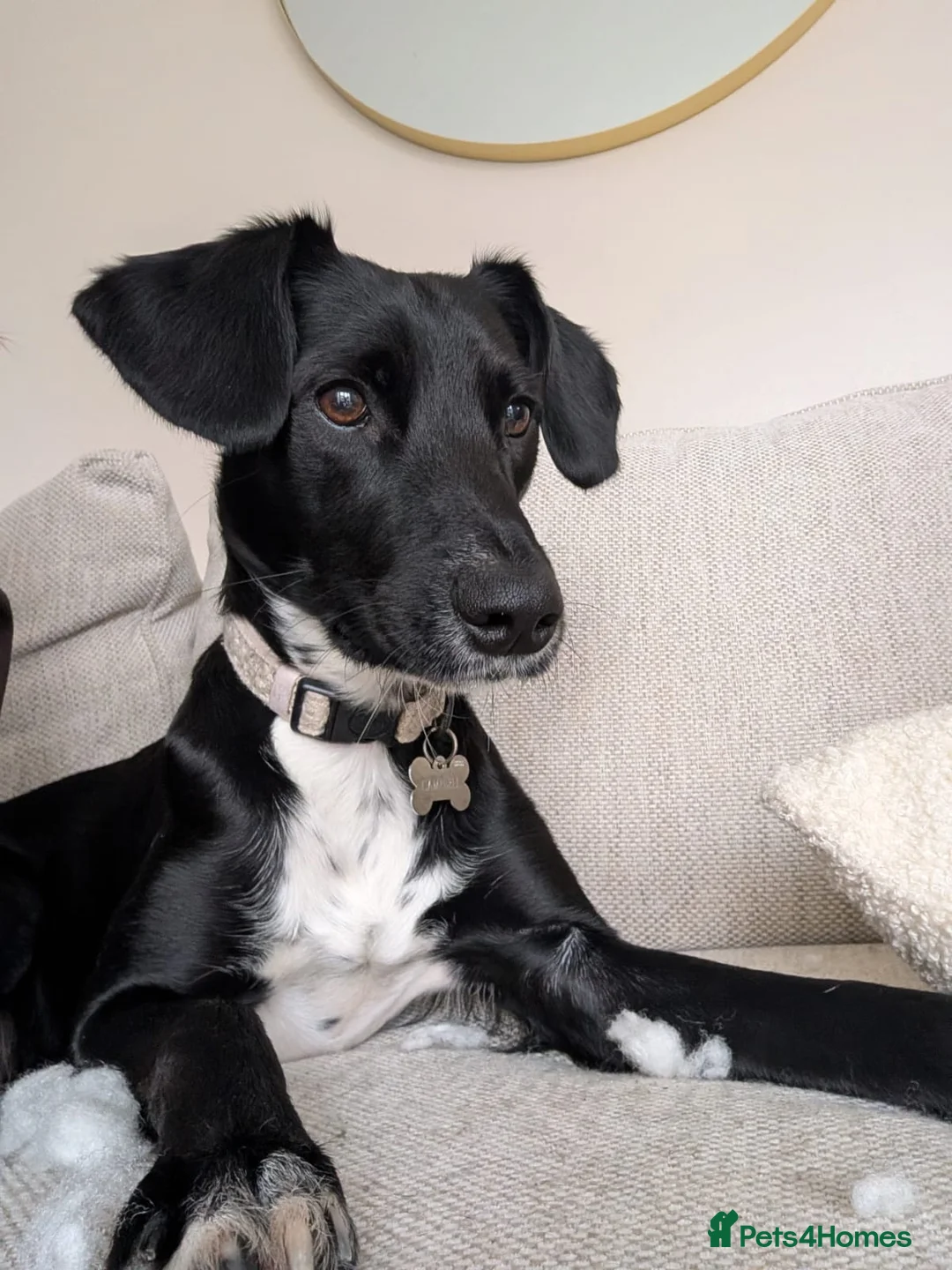 Mixed Breed dogs for sale: Beautiful Brindle Collie Cross Puppy – Mabel - Advert 6