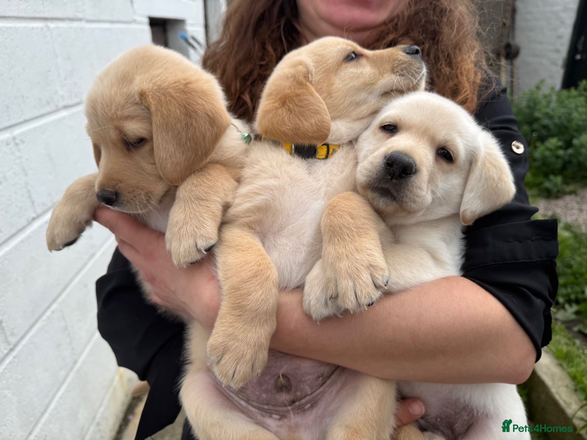 Labradoodle dogs Labradoodle puppies ready to go  - Advert 1