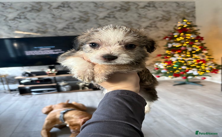 Mixed Breed dogs Puppies for sale - Advert 9