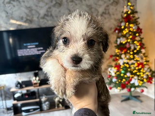 Mixed Breed dogs Puppies for sale - Advert 9