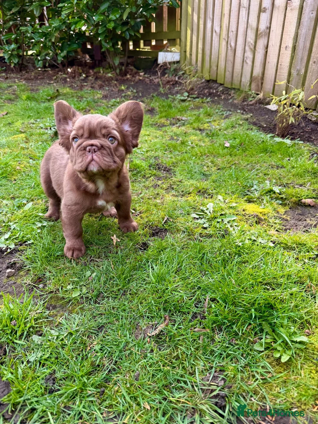French Bulldog dogs for sale: French bulldog puppy  - Advert 2