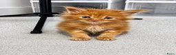 Maine Coon cats for sale: 7 adorable Pure Bred Mainecoon - Advert 31