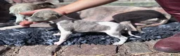 Whippet dogs for sale: Beautiful chunky KC blue fawn brindle whippet pups in Market Harborough - Advert 22