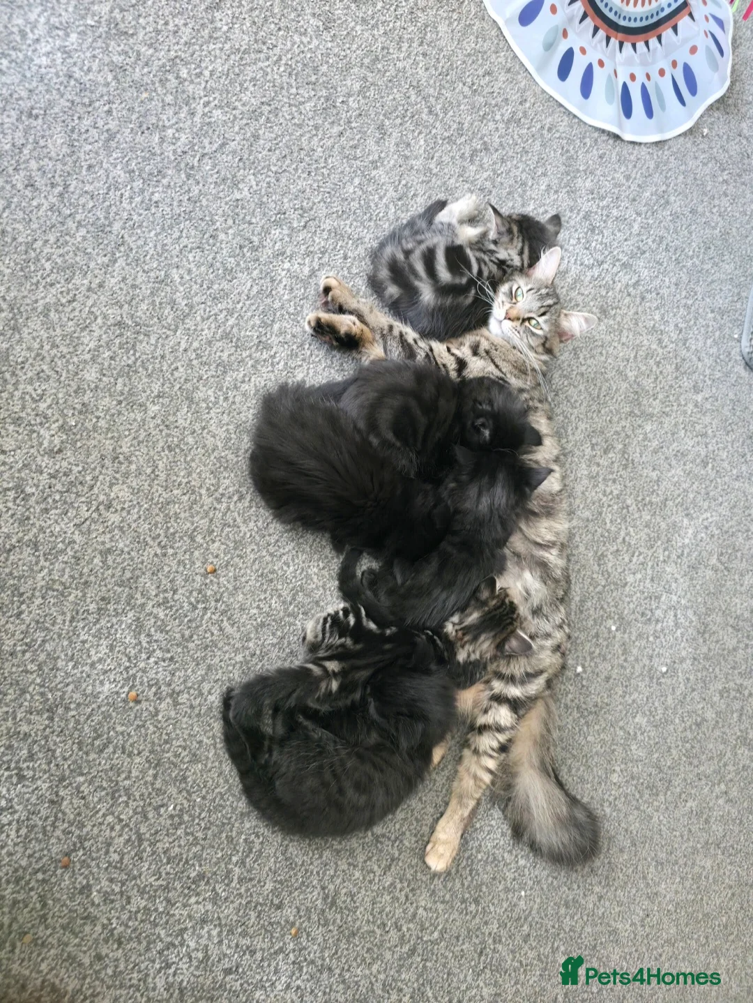 Norwegian Forest Cat cats for sale: Norwegian Forest Mix Kittens  in Egham - Advert 2