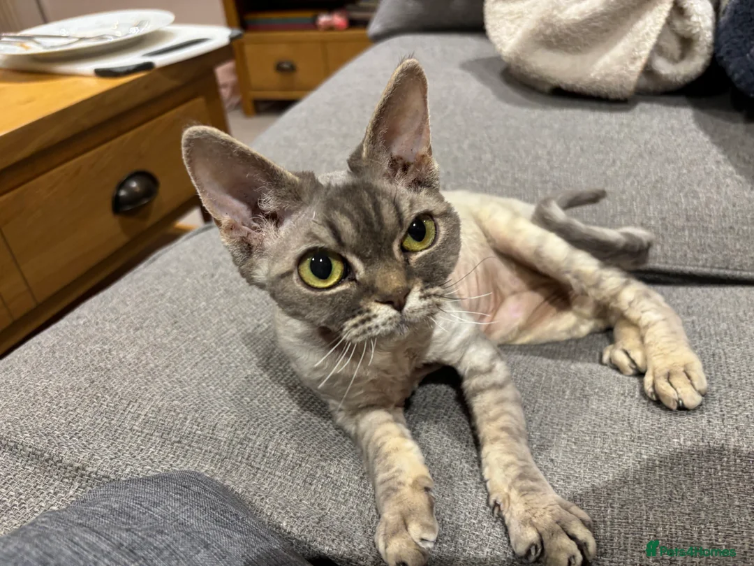 Devon Rex cats for sale: Devon Rex potentially looking for a loving home. - Advert 7