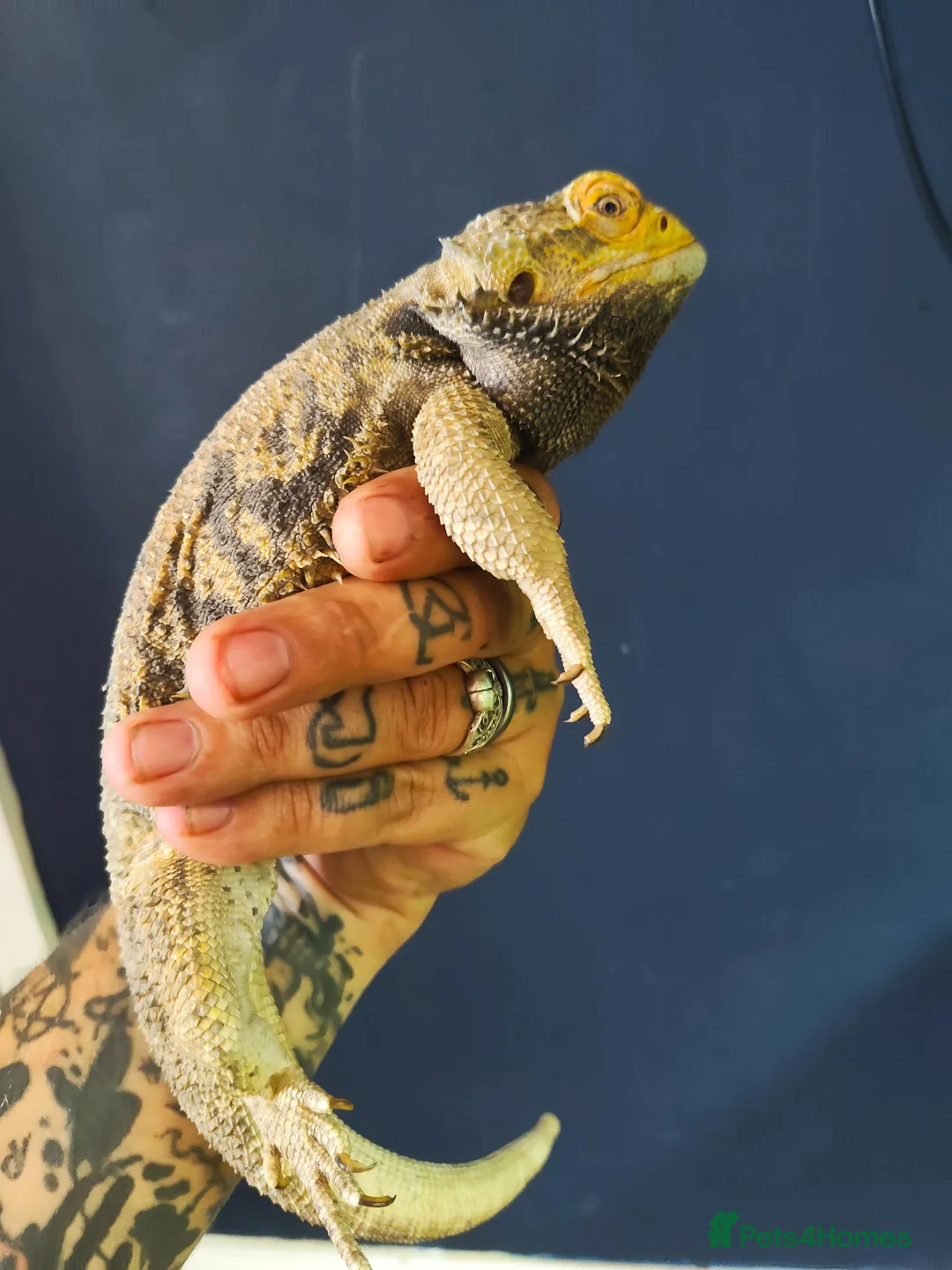 Bearded Dragon reptiles for sale: Male bearded dragon rehoming  in Doncaster - Advert 2