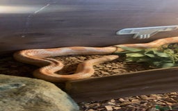 Corn Snake reptiles for sale: Corn snakes for sale - Image 3