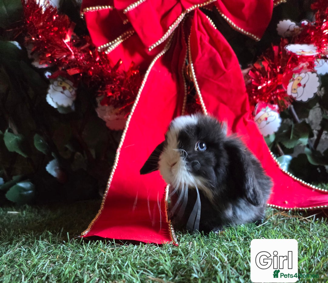 Mini Lop rabbits for sale: Pure mini lop babies  - Advert 16