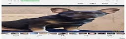 French Bulldog dogs for sale: French bulldogs - Advert 6