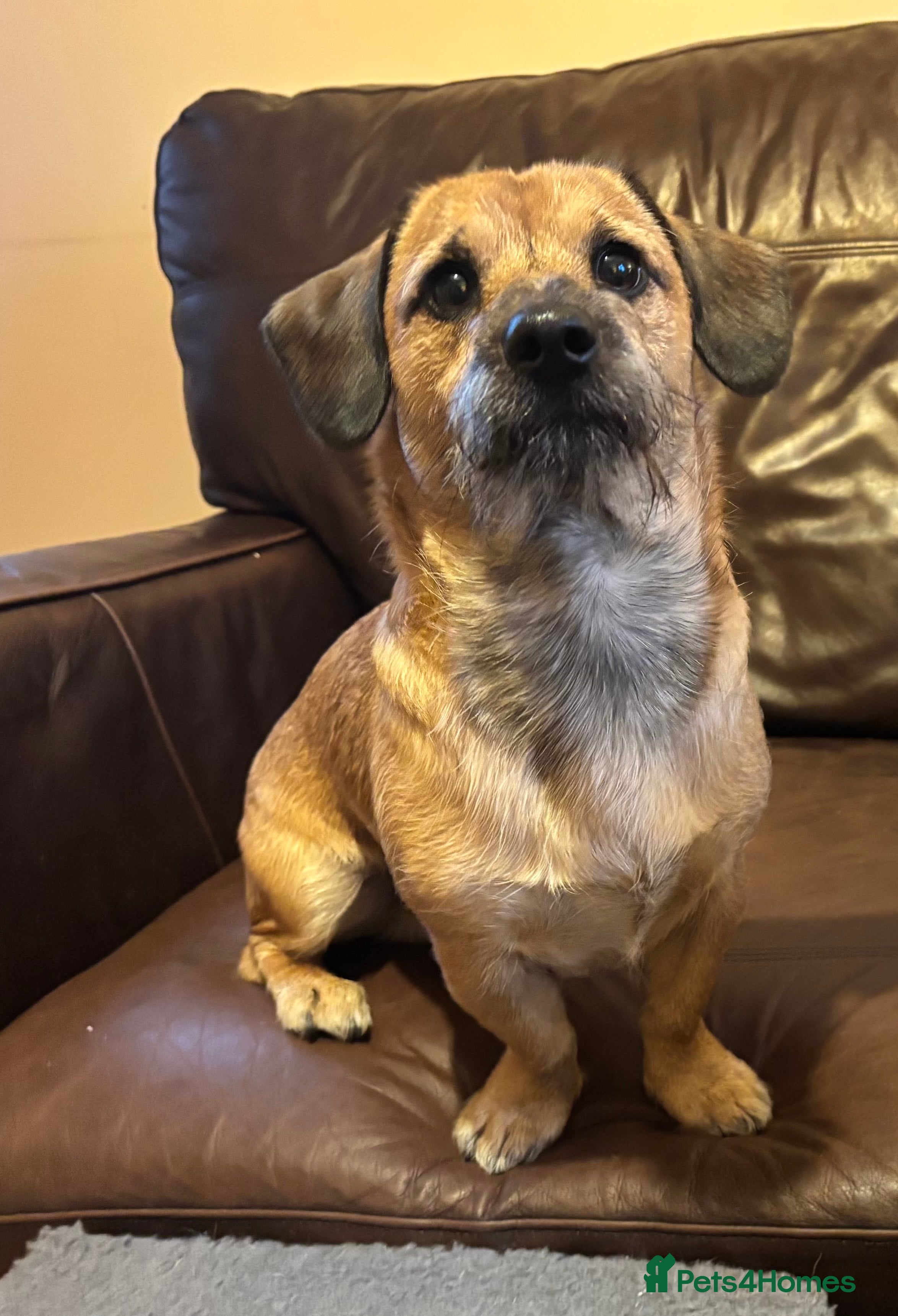 Mixed Breed dogs 11 month old male Dachshund x Shih Tzu - Advert 4